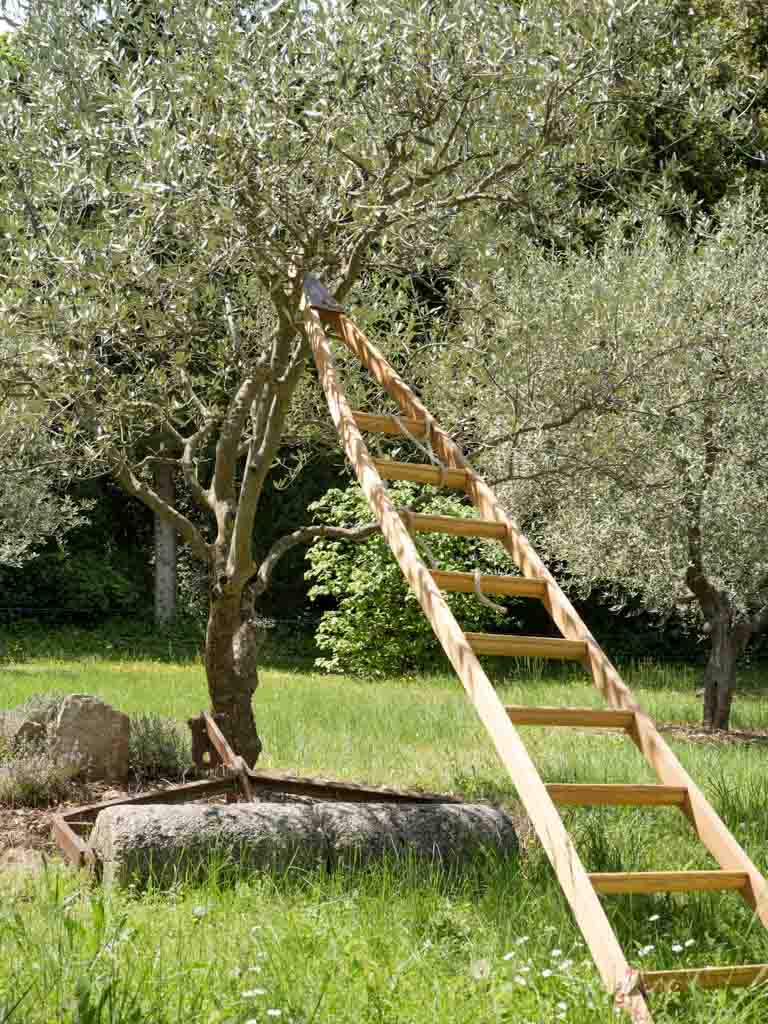 Aged, Natural, Wooden, French, Orchard ladder