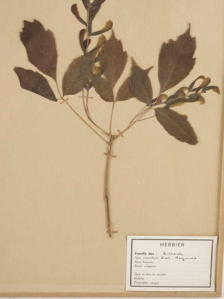 Unique French vintage herbarium display