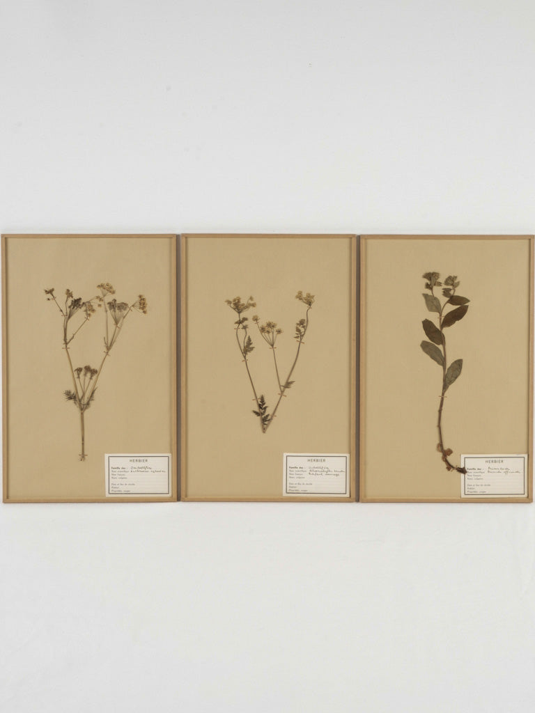 Antique glass-enclosed herbariums