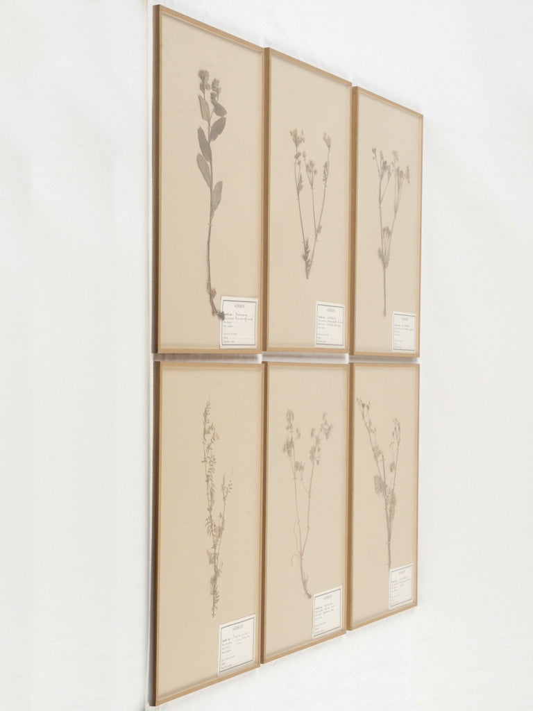 Aged scientific 1920s botanical herbarium collection