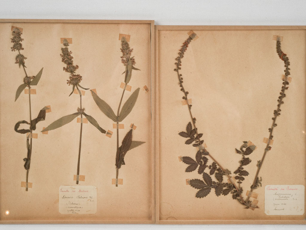 Antique herbarium with dried botanicals