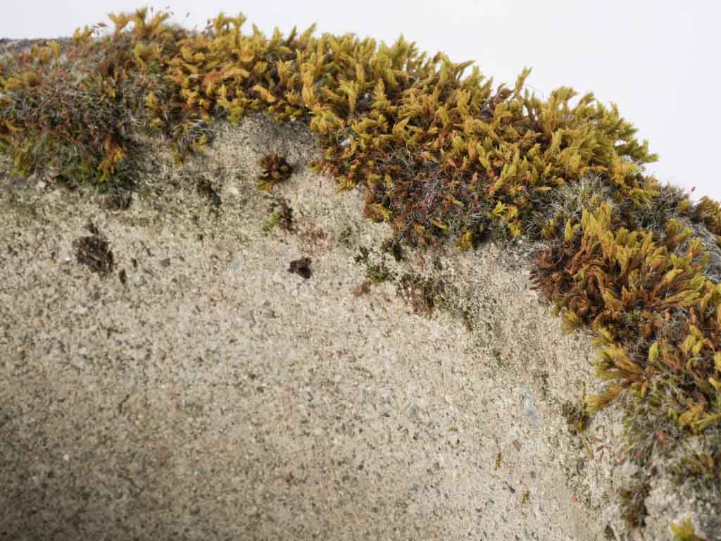 Classic style stone jardinière