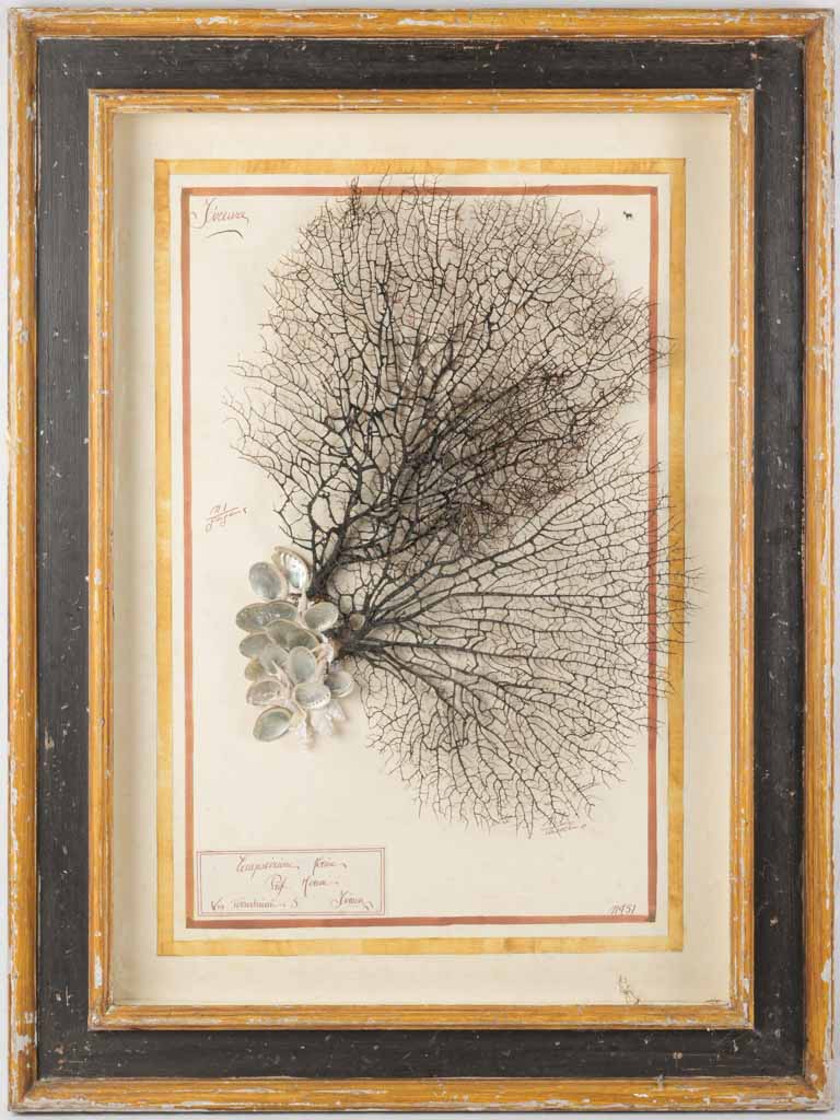 Poetic Mid-20th-Century Italian Marine Composition - 40¼" x 29½"