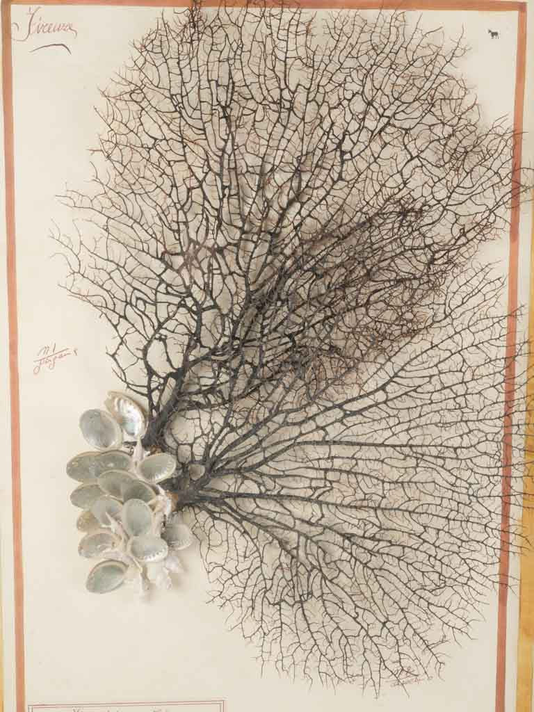 Poetic Mid-20th-Century Italian Marine Composition - 40¼" x 29½"