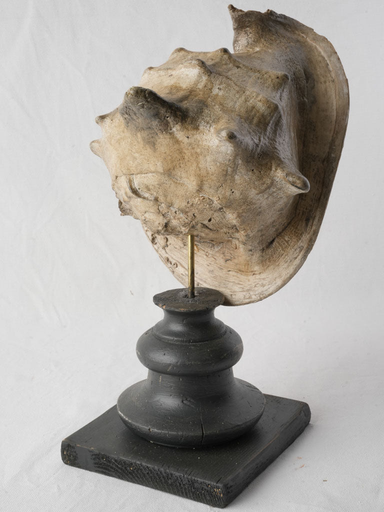 Artistic grey sand-shell showcase