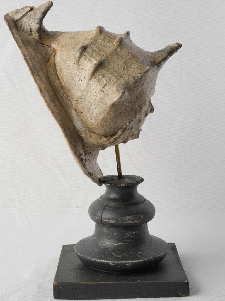 Dramatic sculptural shell art piece