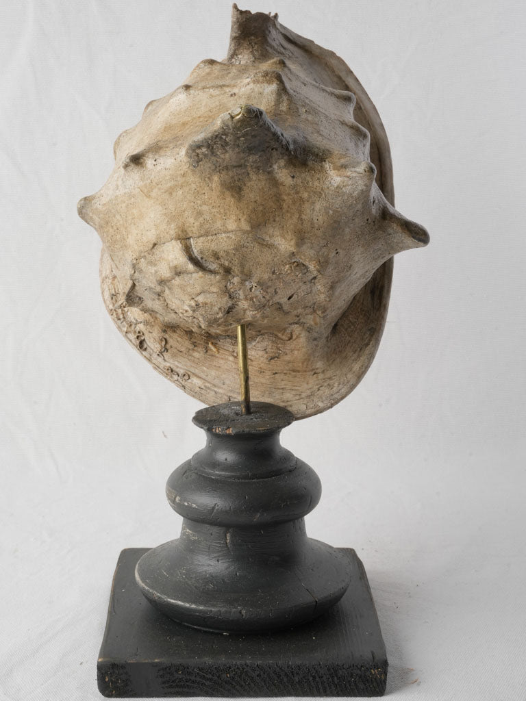 Antique-style coral-hued conch collectible