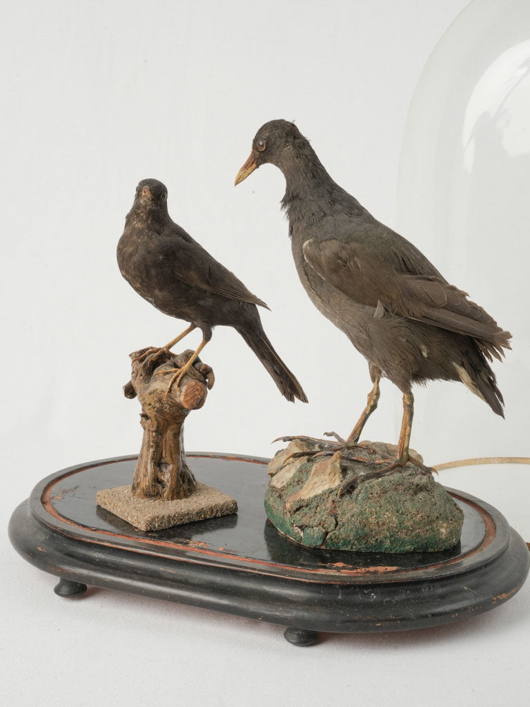 Vintage elegant taxidermy display