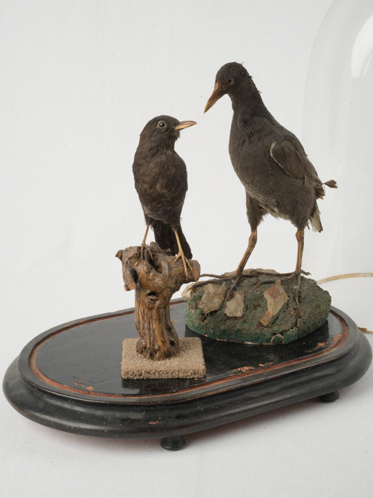 Antique Victorian bird arrangement