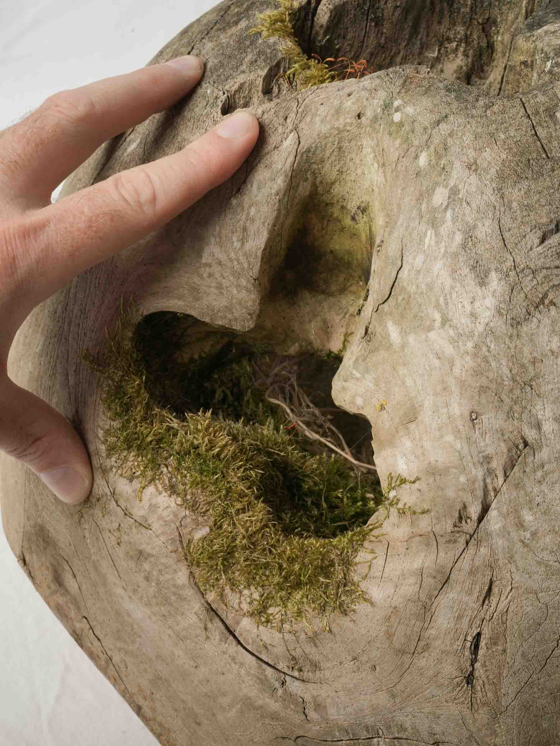 Sculptural Driftwood Vessel w/ Moss Patina - 18"
