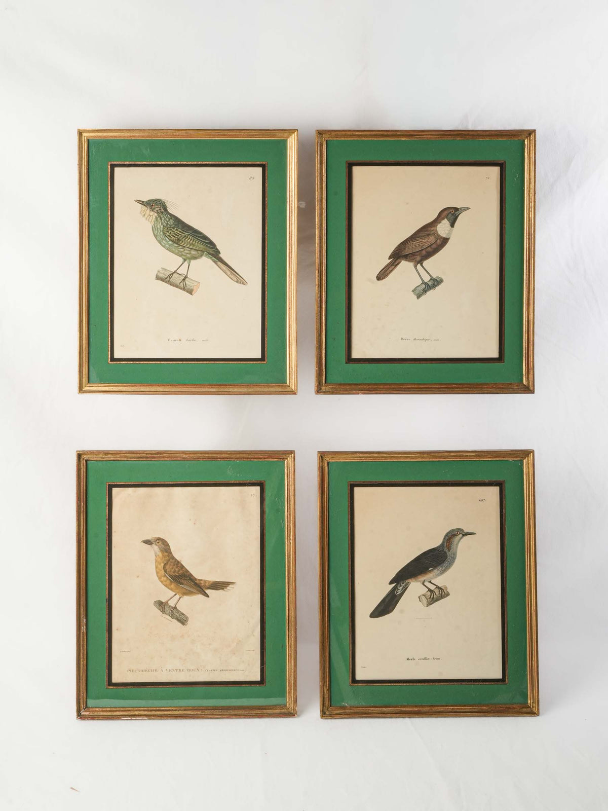 Set of Four Antique French Ornithological Prints - 15¼" x 12½"