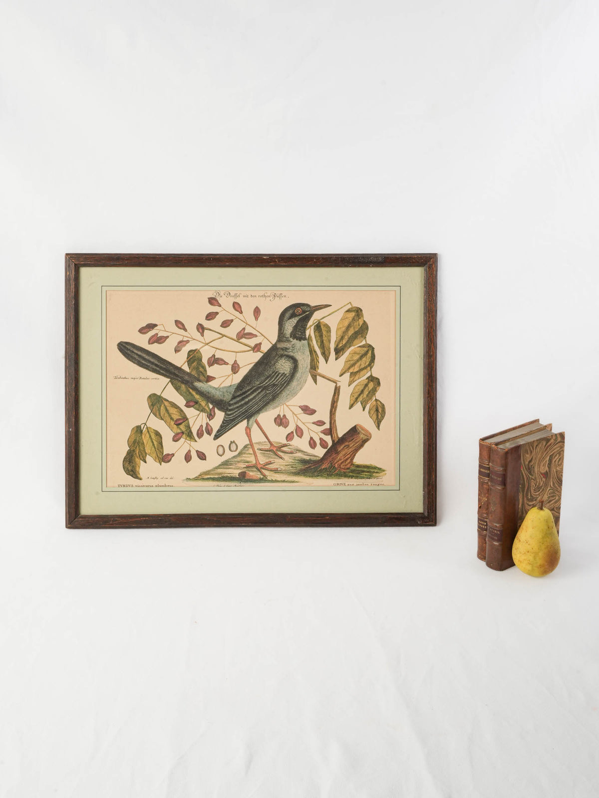 Set of Three Ornithological Prints after Mark Catesby - 22" x 16¼"