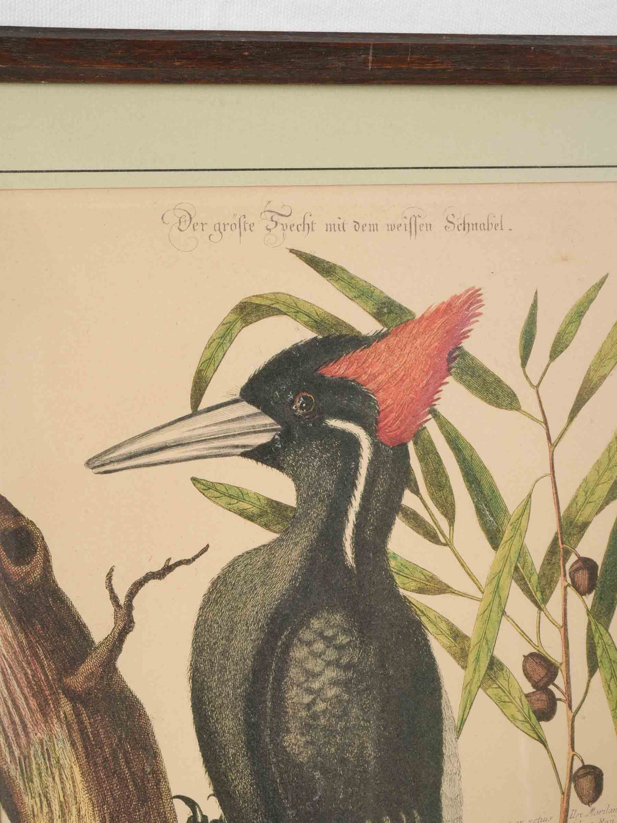 Set of Three Ornithological Prints after Mark Catesby - 22" x 16¼"