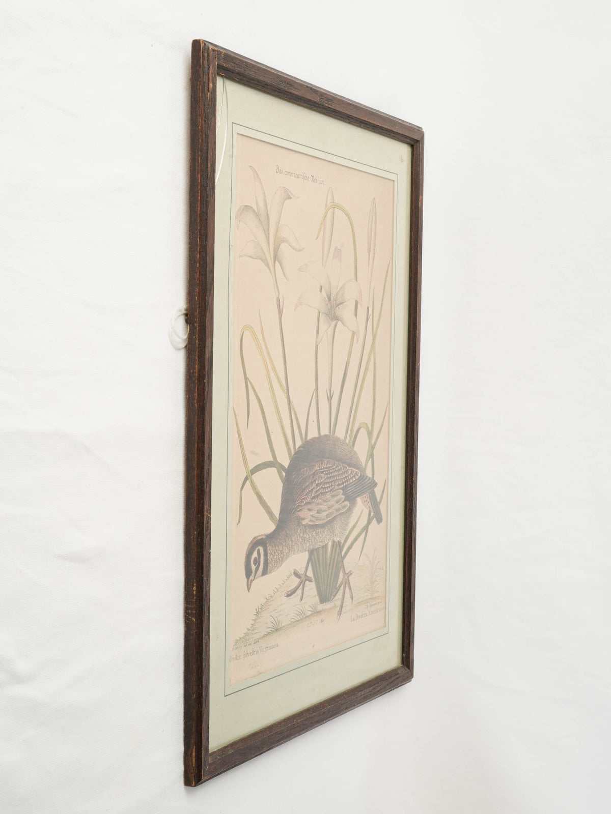 Set of Three Ornithological Prints after Mark Catesby - 22" x 16¼"