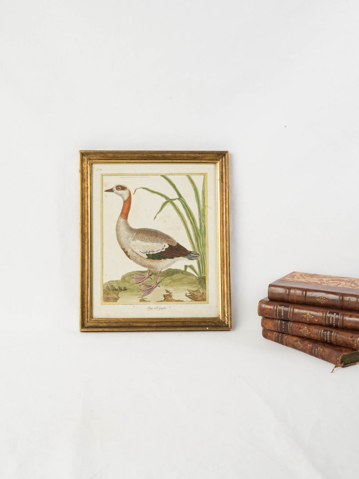 Antique Hand-Colored Engraving of an Egyptian Goose from Buffon’s "Histoire naturelle des oiseaux" - 12¼"