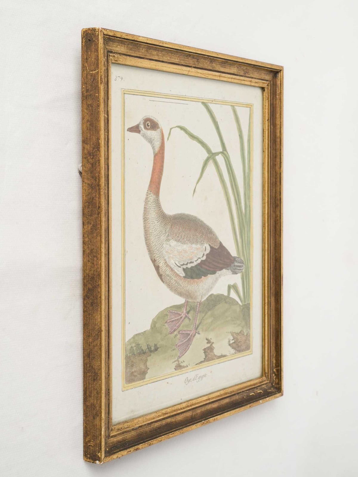 Antique Hand-Colored Engraving of an Egyptian Goose from Buffon’s "Histoire naturelle des oiseaux" - 12¼"