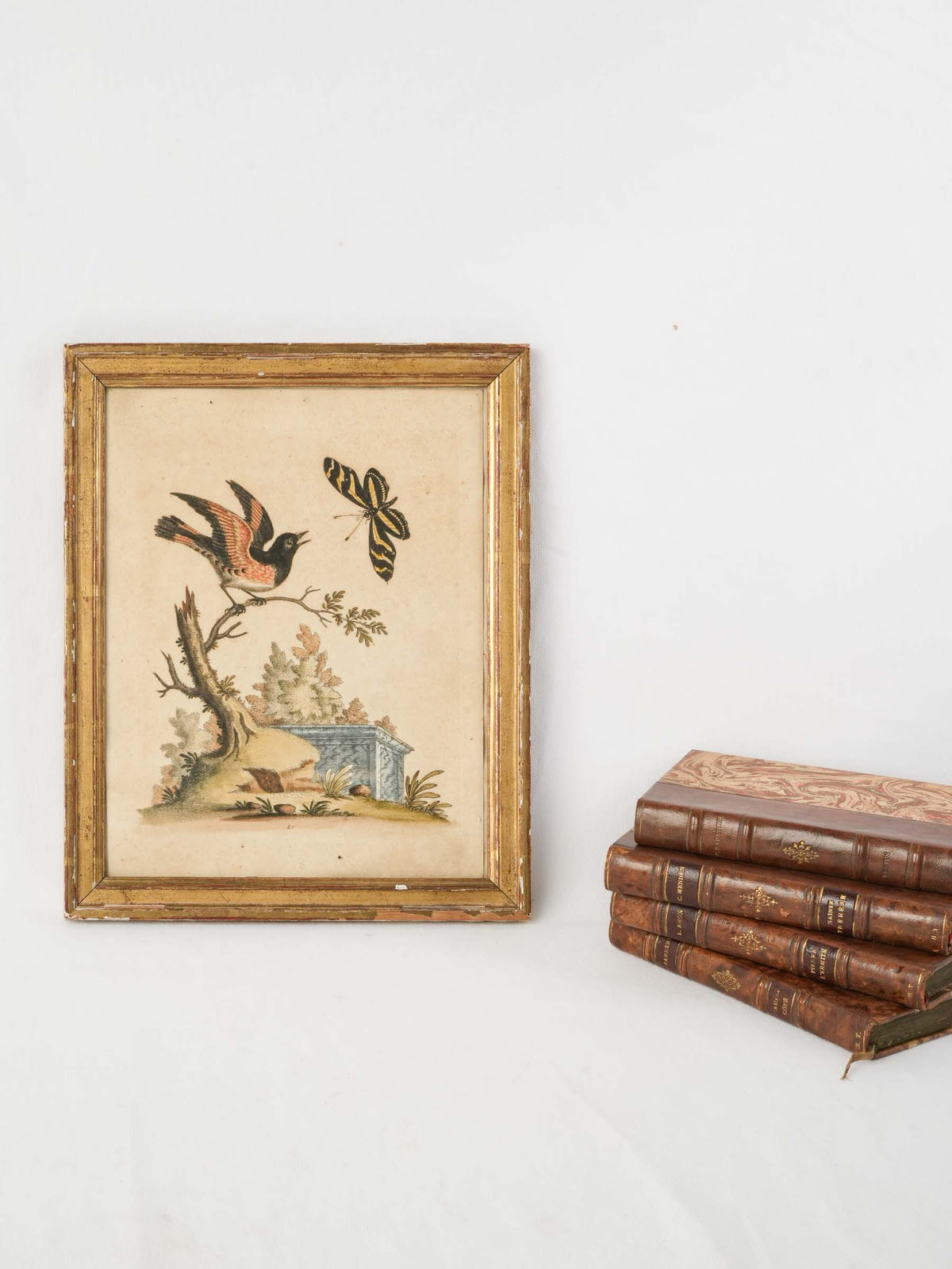 Antique Framed Hand-Colored Bird Engraving after George Edwards (1694 -1773 - 13" x 10¾")