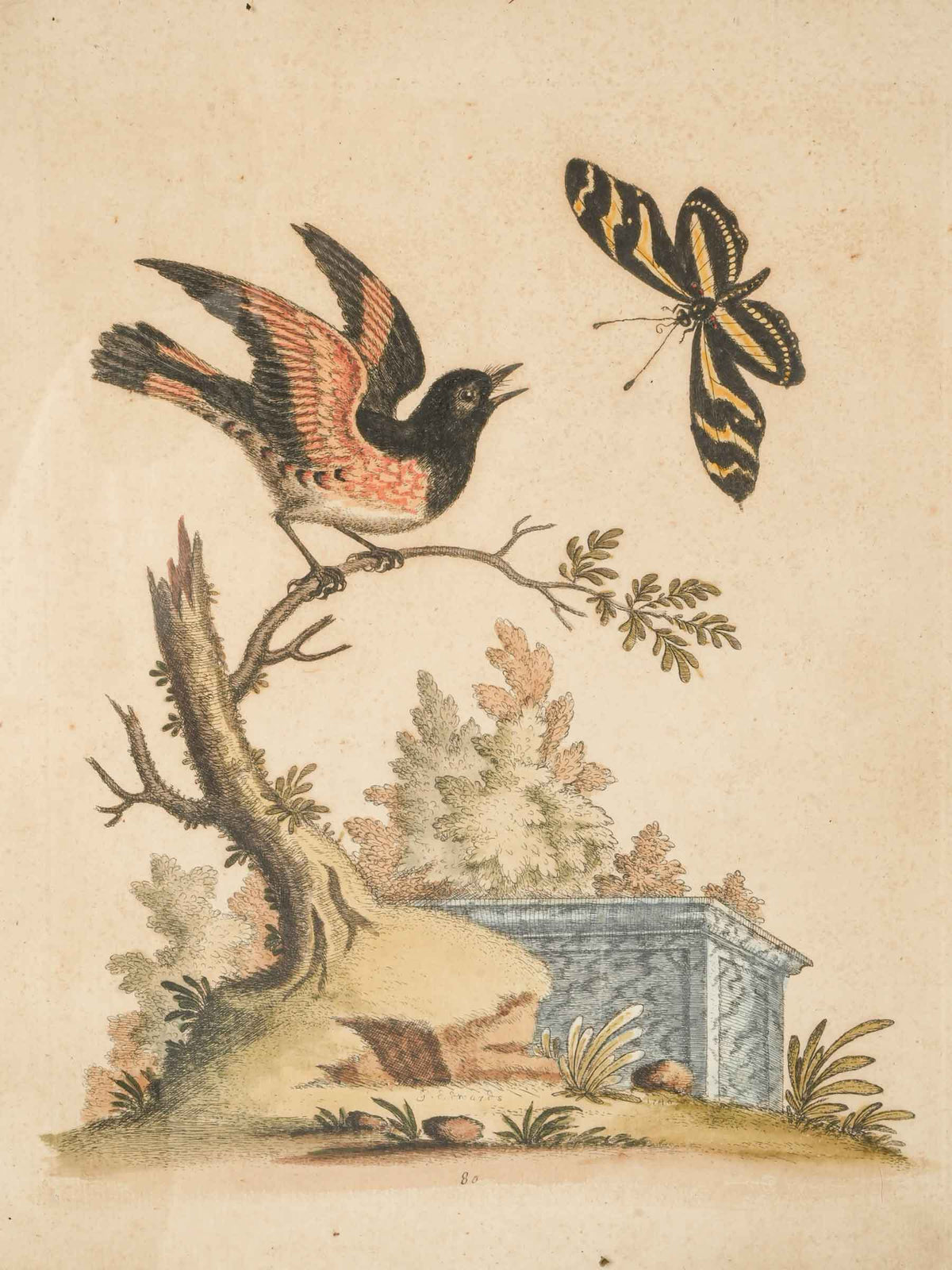 Antique Framed Hand-Colored Bird Engraving after George Edwards (1694 -1773 - 13" x 10¾")