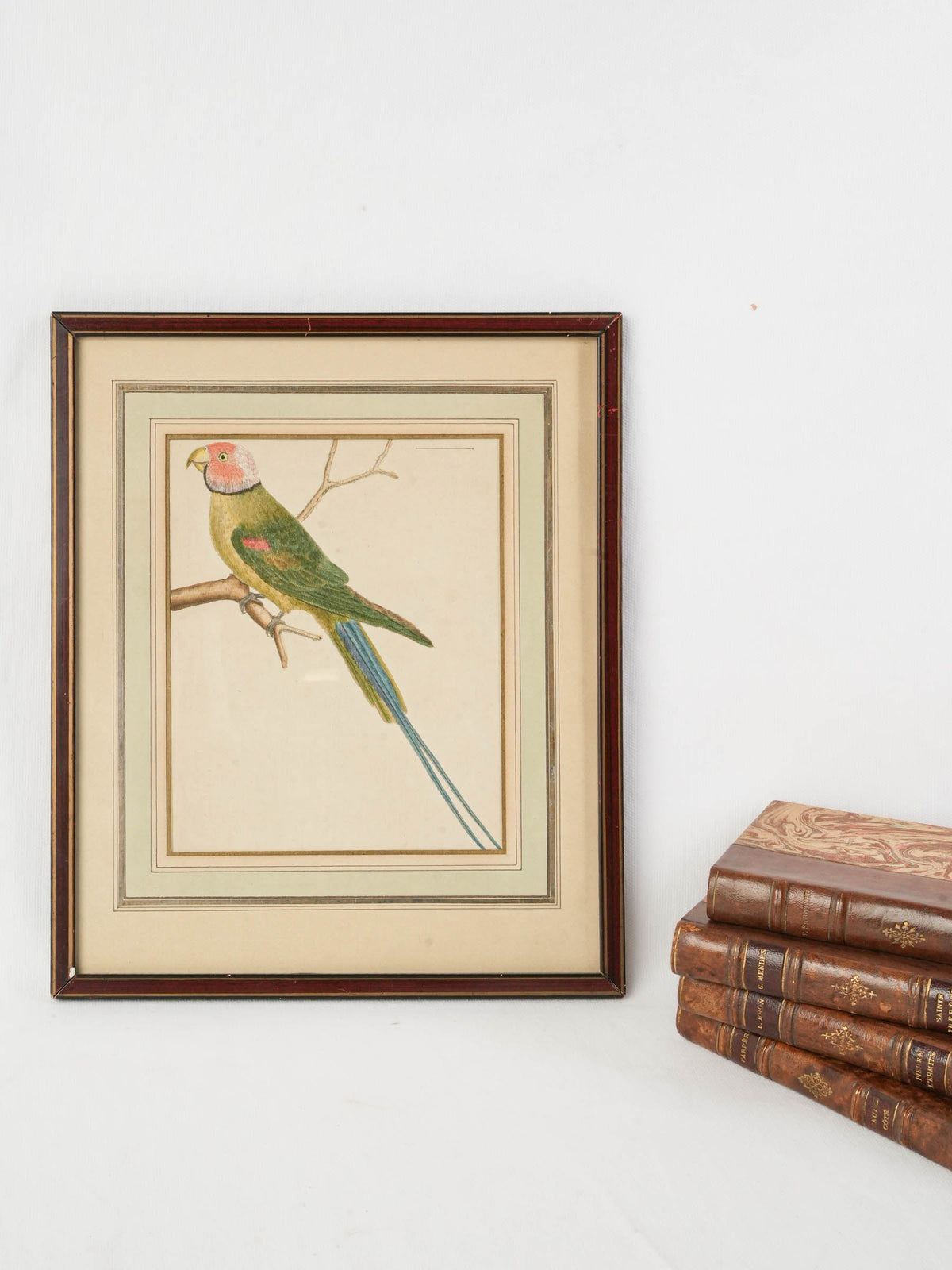 Antique French Hand-Colored Parakeet Print after François-Nicolas Martinet - 14¼" x 11"