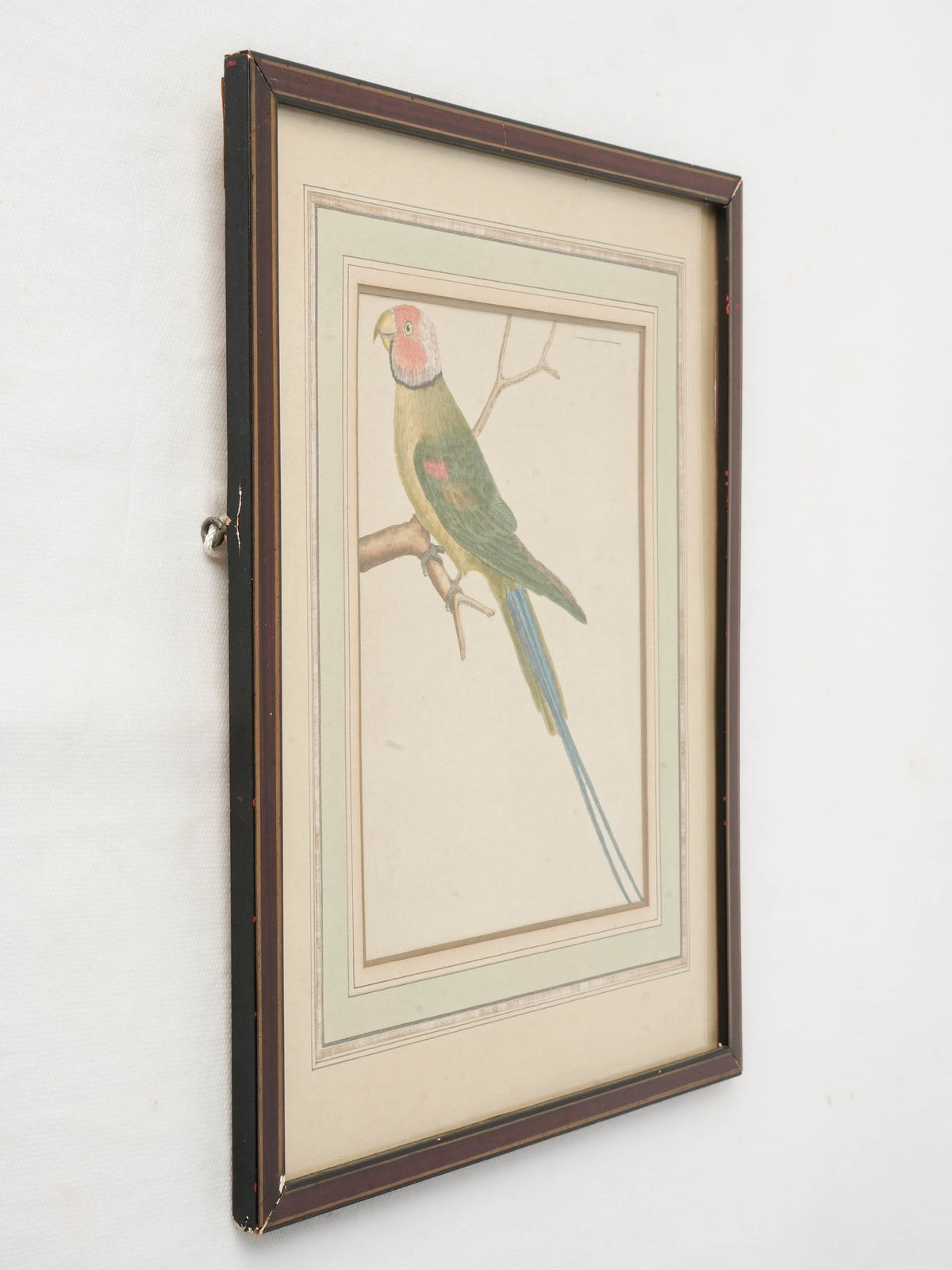 Antique French Hand-Colored Parakeet Print after François-Nicolas Martinet - 14¼" x 11"
