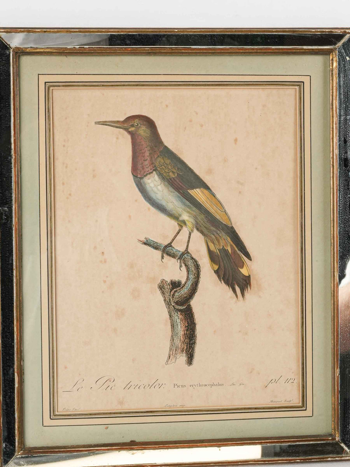 Pair of Antique French Hand-Colored Woodpecker Engravings in Mirrored Frames - 16¼" x 13½"