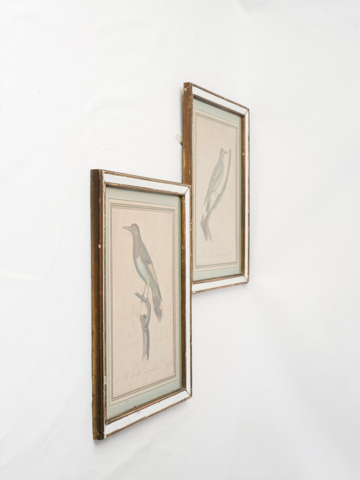 Pair of Antique French Hand-Colored Woodpecker Engravings in Mirrored Frames - 16¼" x 13½"