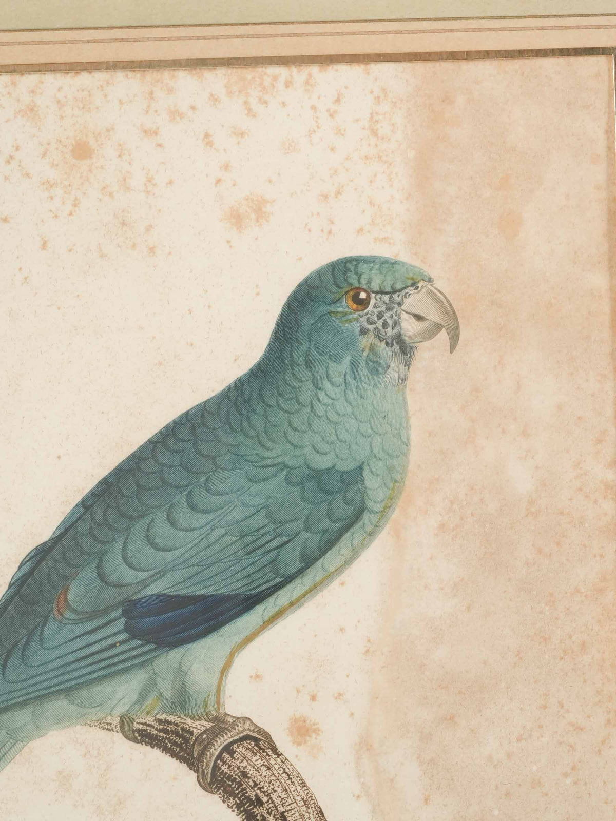 Pair of Antique French Hand-Colored Parakeet Engravings after Jacques Barraband - 16¼" x 12¼"