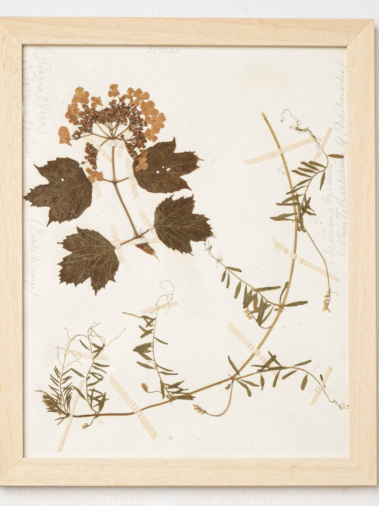 Handwritten cursive botanical display