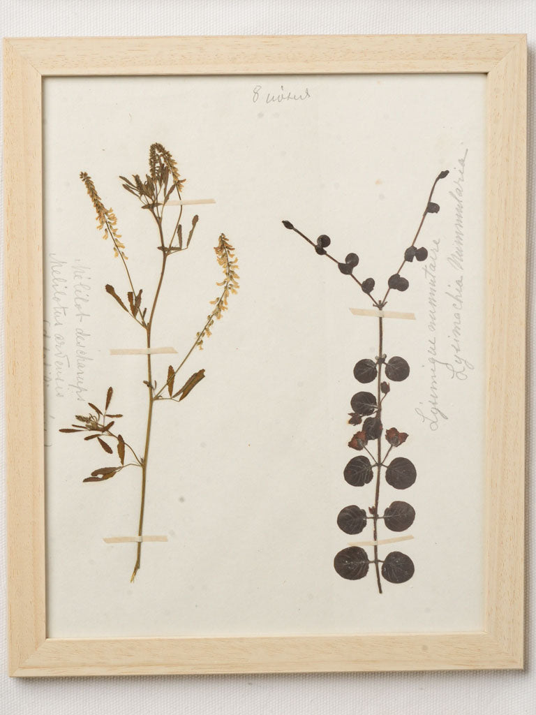 Graceful aged herbarium specimens