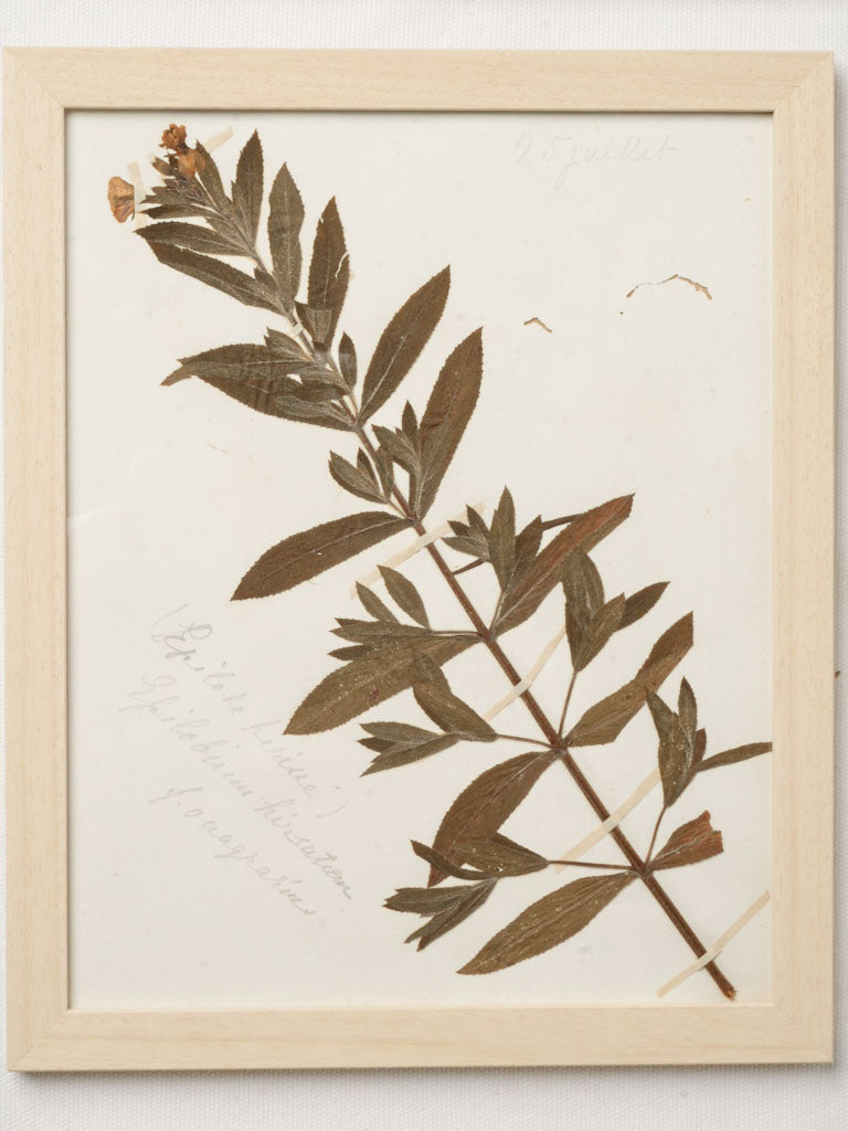 Seasonal context botanical illustrations