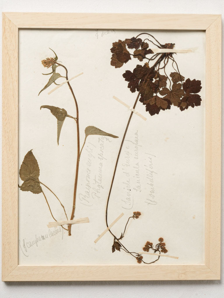 Antiqued wildflower study prints
