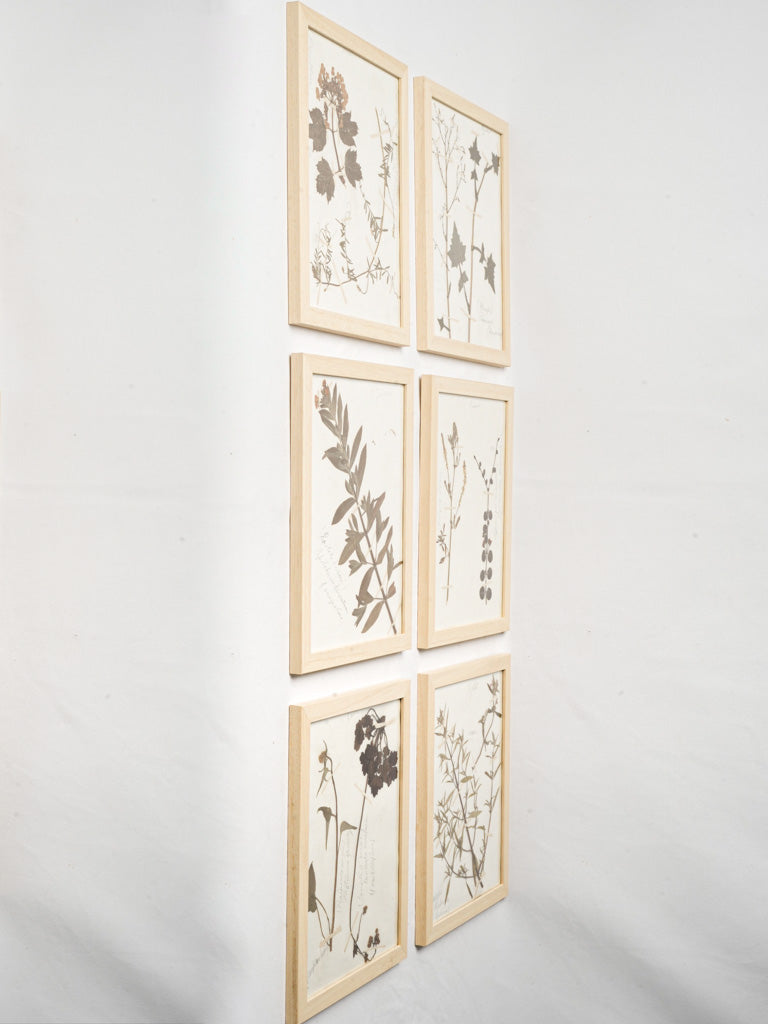 Meticulously pressed plant artwork