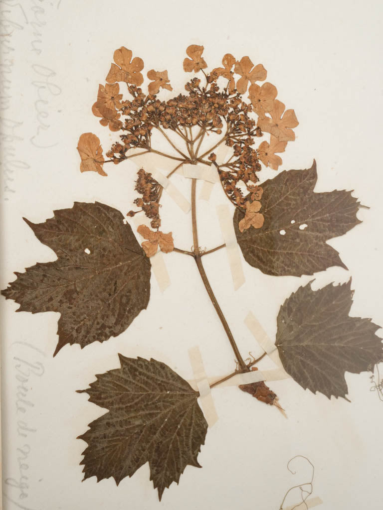 Warm-toned vintage framed botanicals