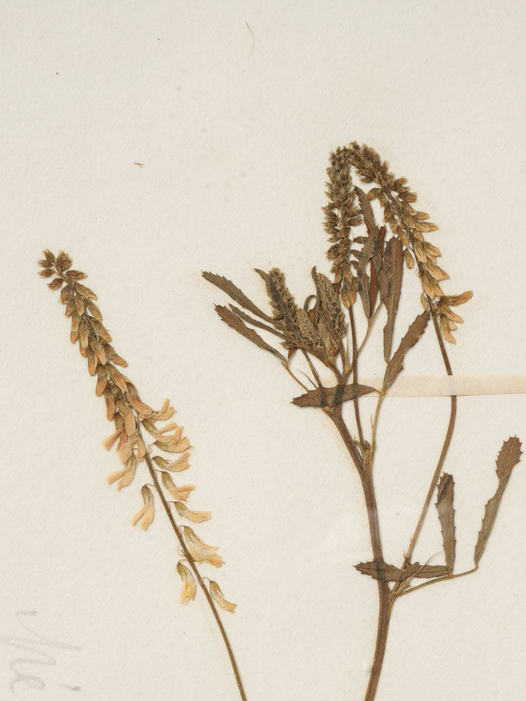 Science-inspired poetic decor collection