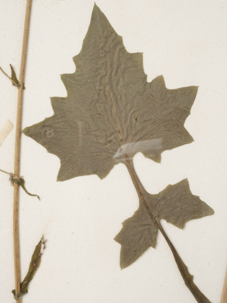 Timeless vernacular floral artworks