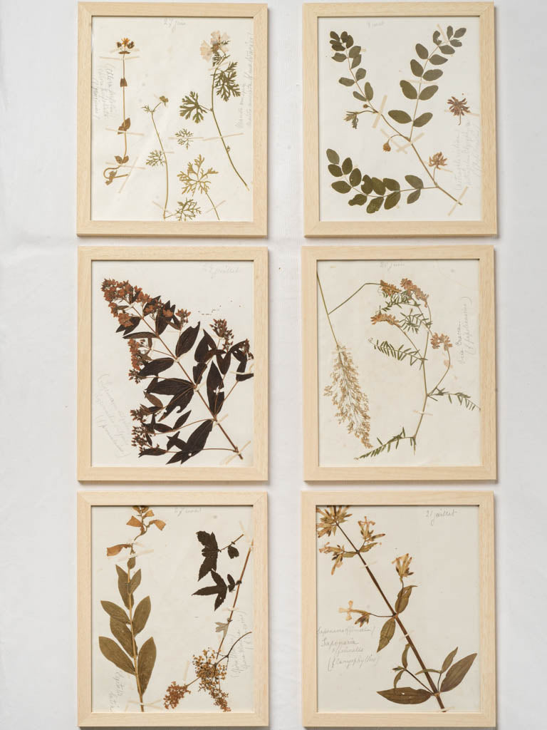 Antique framed botanical specimens set
