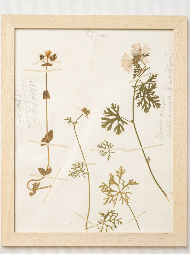 Aged French landscape plant collection