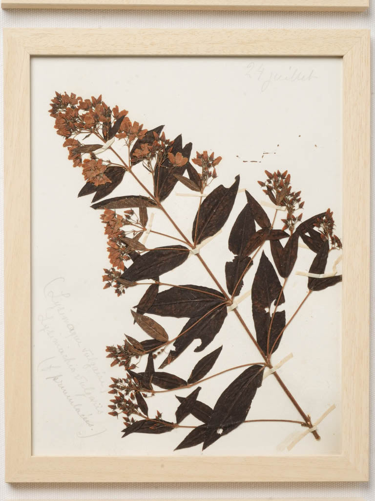 Refined botanical study wood frames