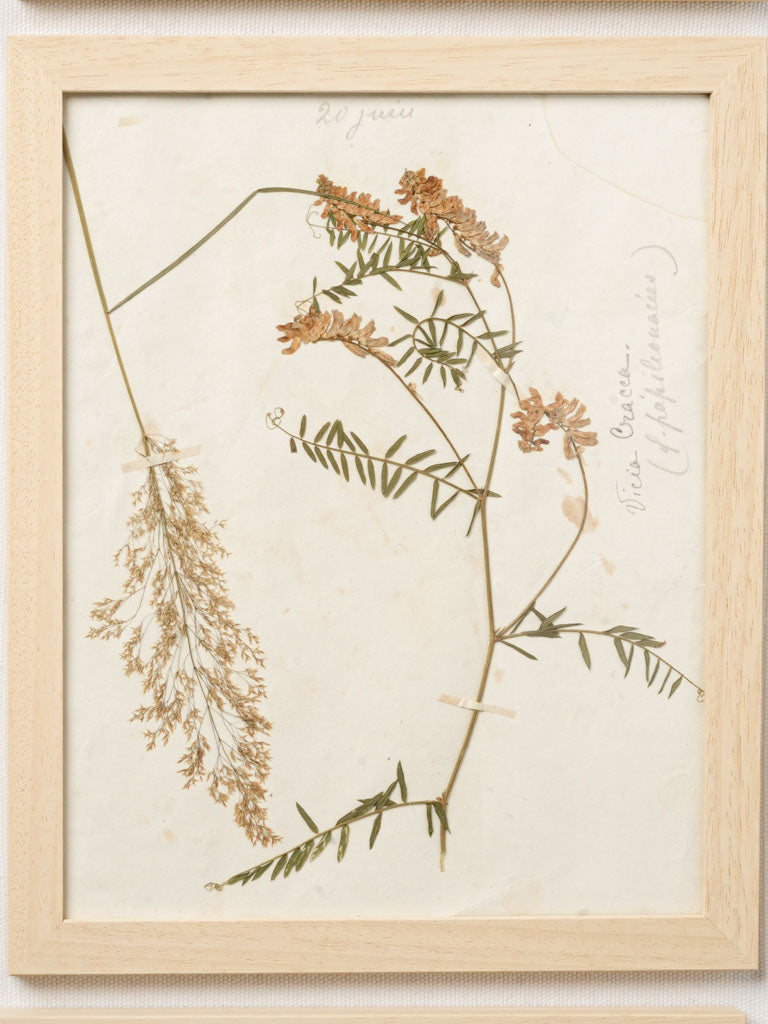 Timeless naturalism botanical artworks