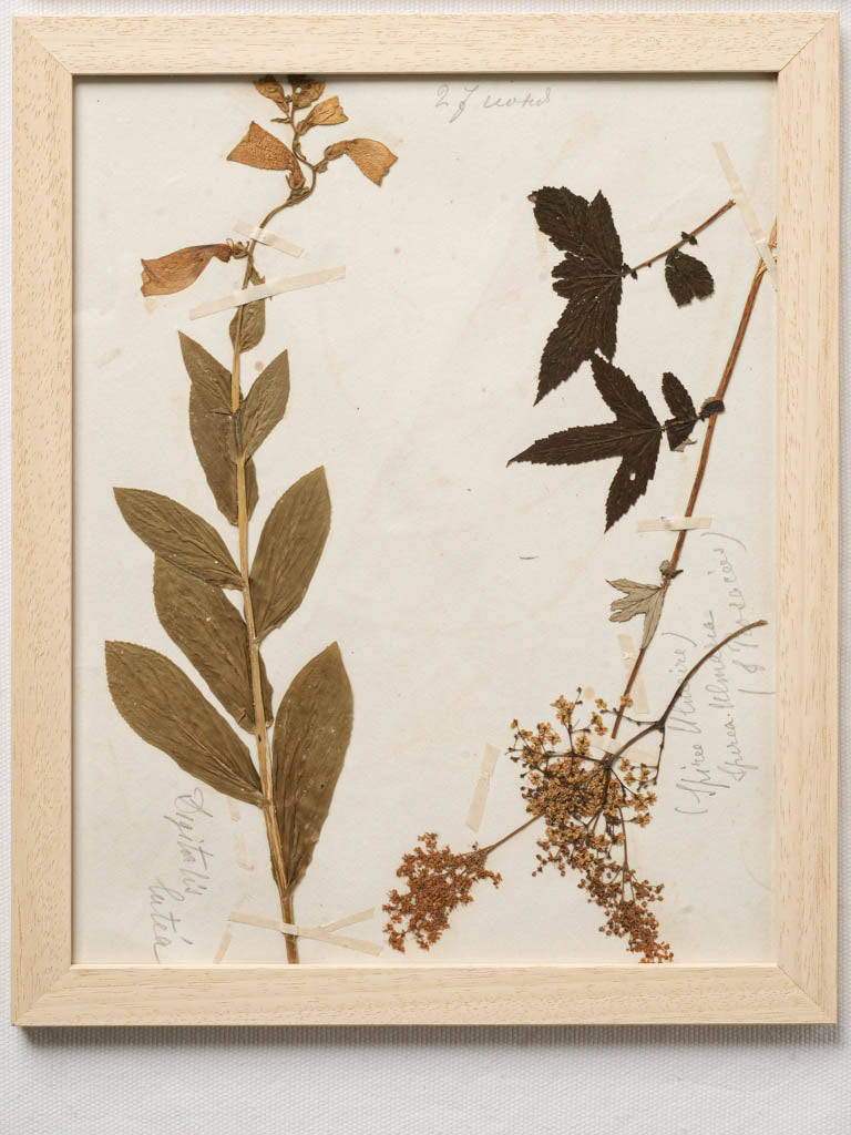 Historic plant specimens in frames