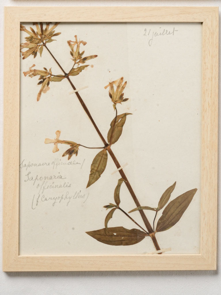Classic pressed flora art set