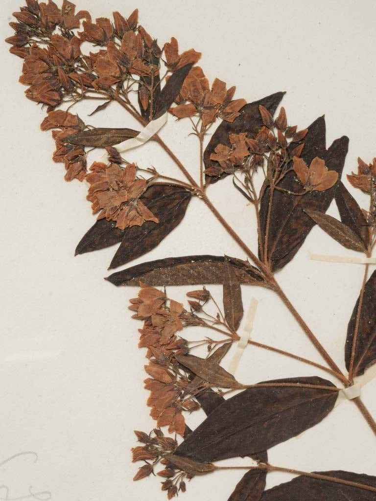 Vernacular named plant illustrations