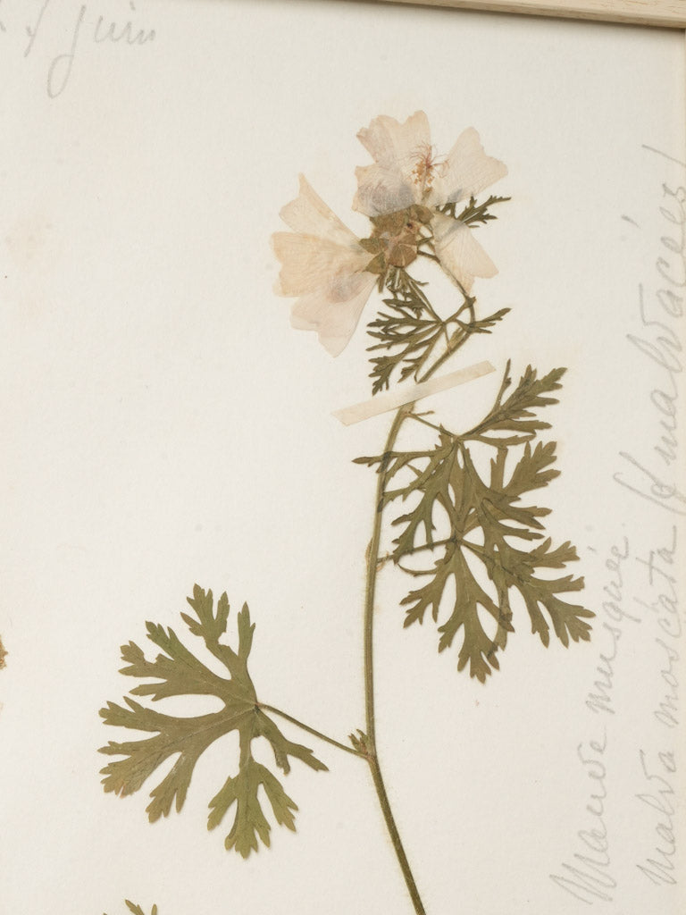 Naturalistic botanical display collection