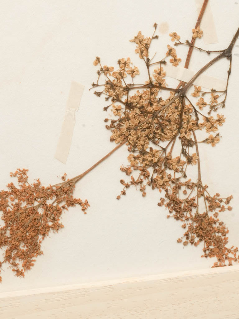 Softly aged botanical wall decor