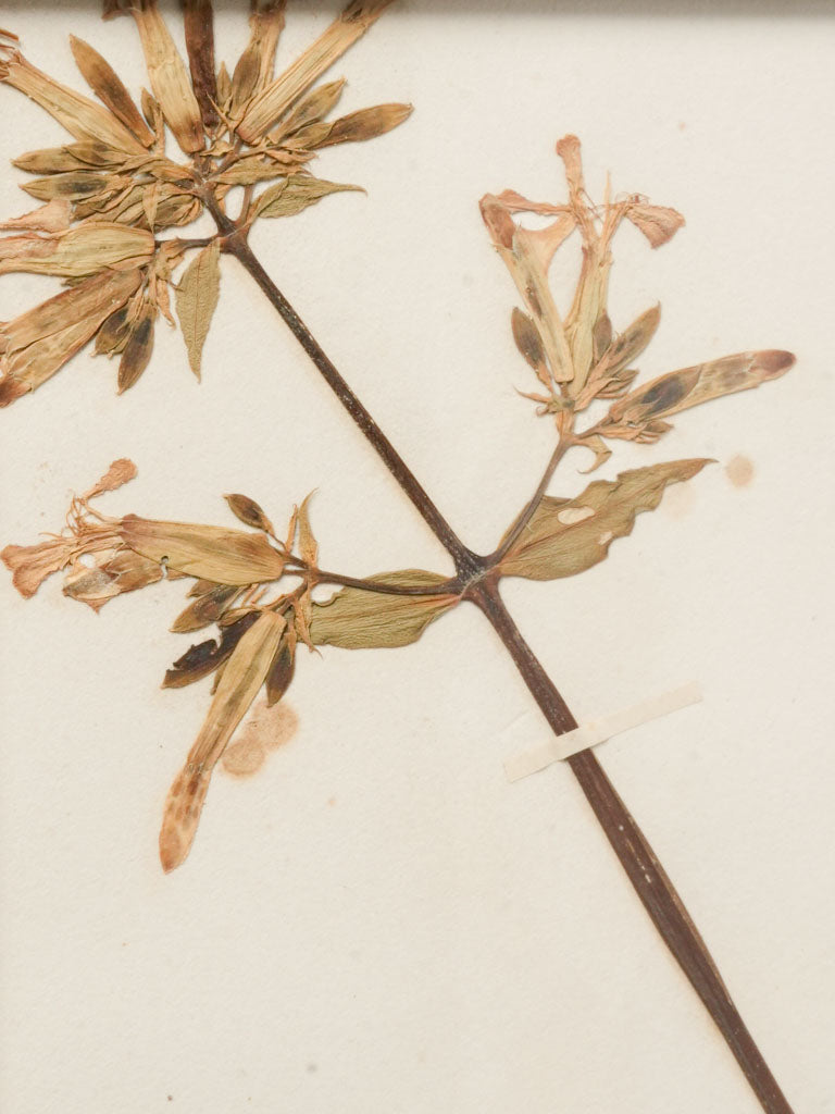 Understated wood framed botanicals