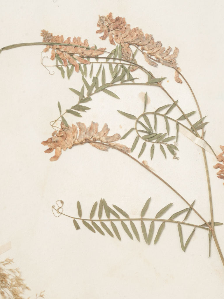 Hand-pressed specimen frames collection