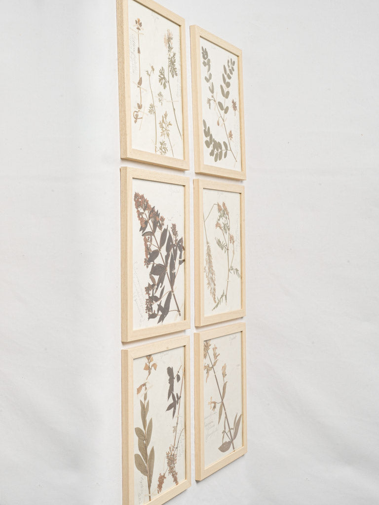 Elegant herbarium sheets with plants