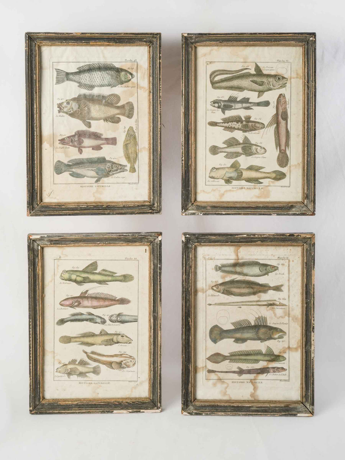 Set of Four 18th-Century French Encyclopedic Fish Engravings - 13¾" x 9¾"