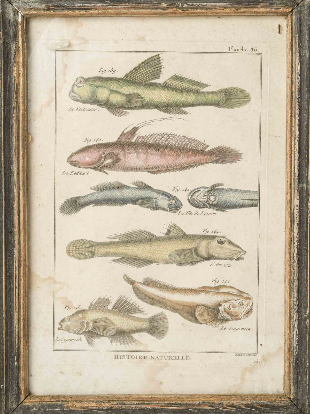 Set of Four 18th-Century French Encyclopedic Fish Engravings - 13¾" x 9¾"