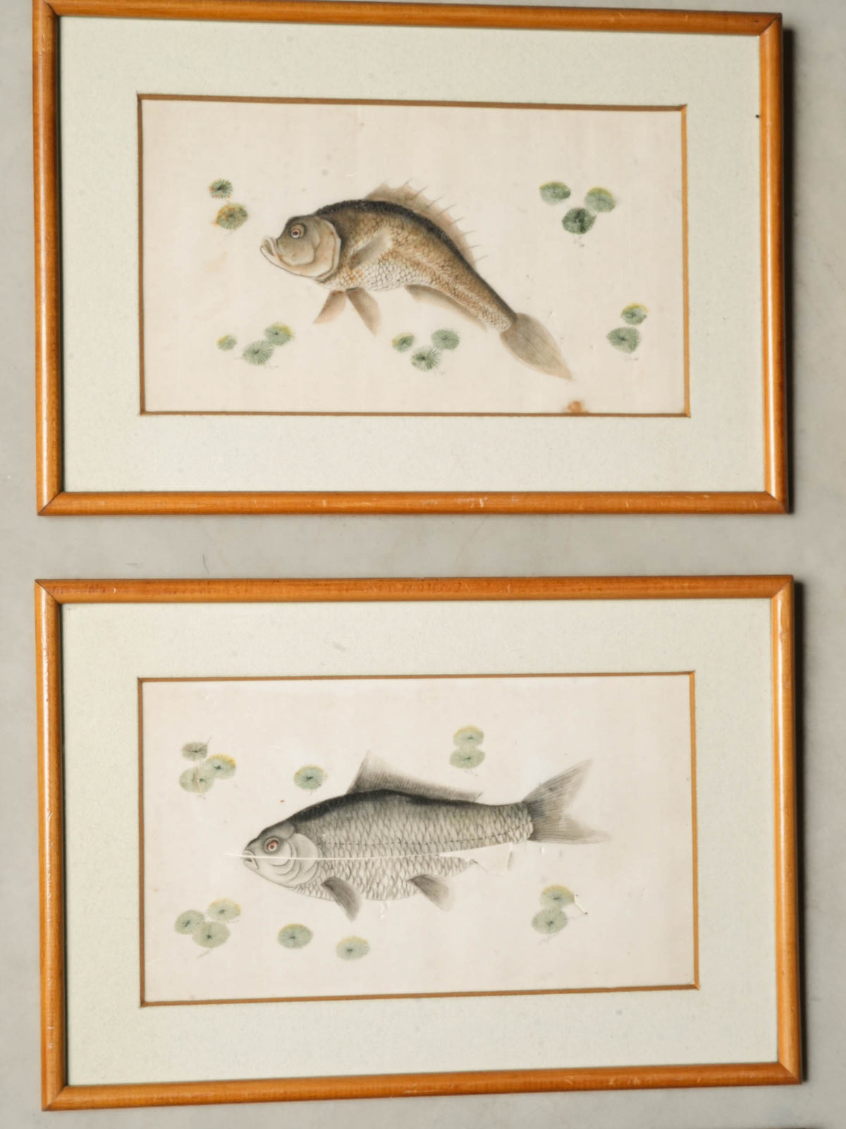 Set of 12 Late 19th-Century Delicate Fish Studies in Ink and Watercolor - 8¾" x 13"